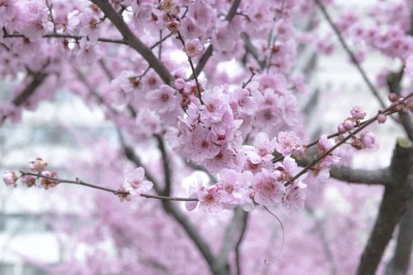 【工商印象】粉白花海